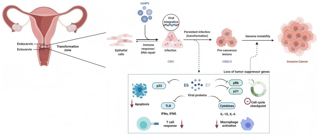 03 Alignment of WHO Guidelines with a Fully Automated High-Rish HPV Detection Platform