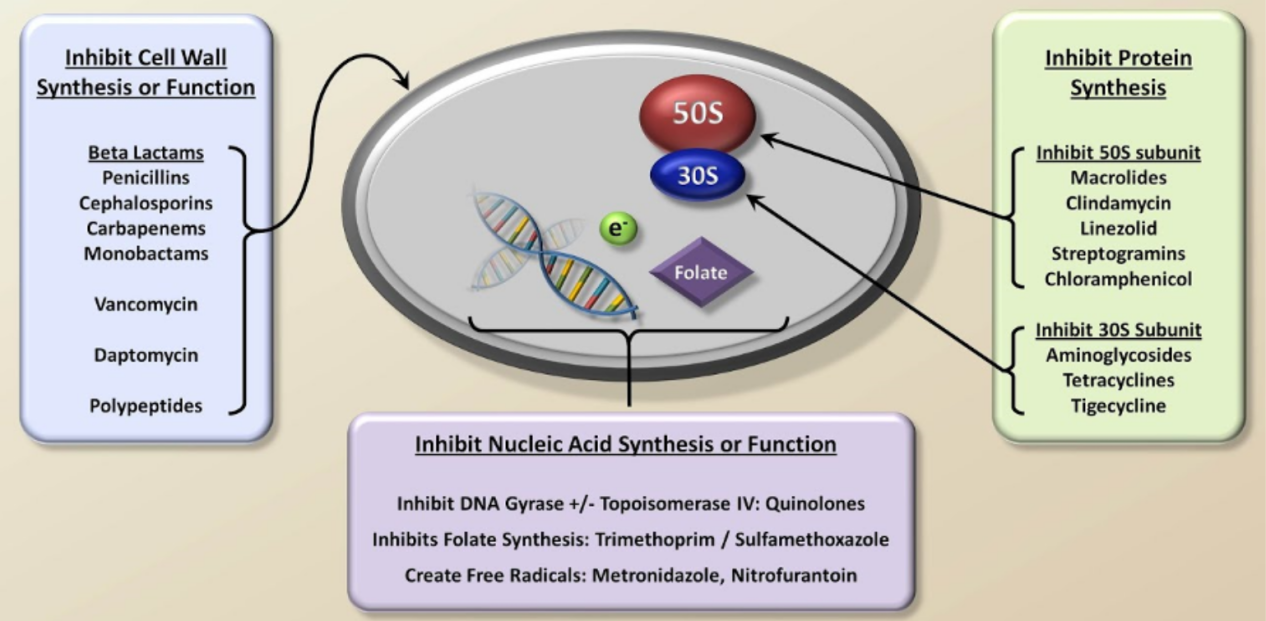 Antimicrobial resistance