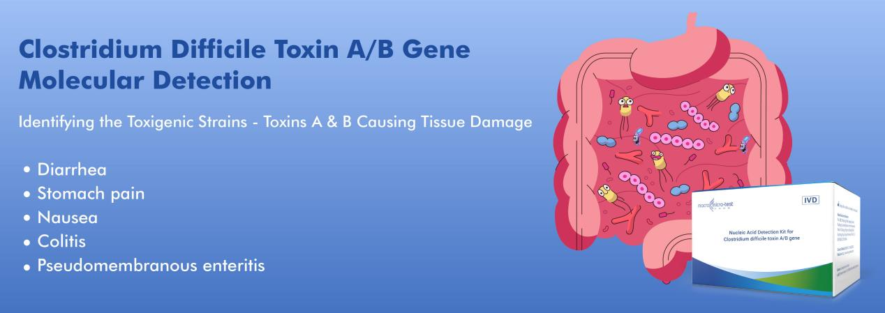 Clostridium difficile toxin AB gene