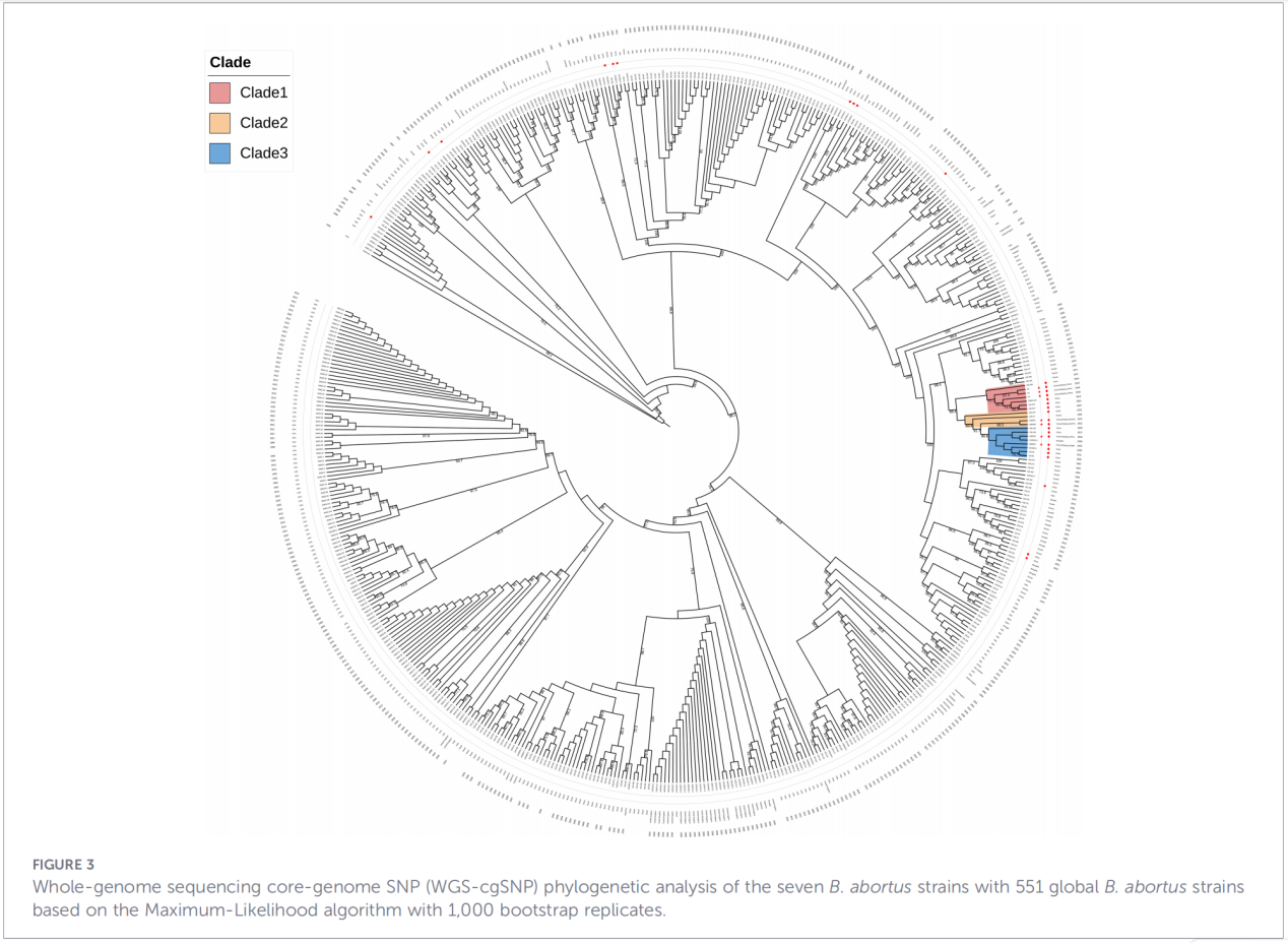 Phylogenetic reconstruction