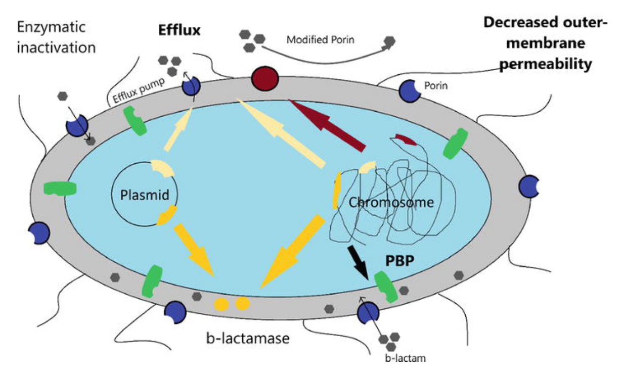 The Challenge of Carbapenem Resistance